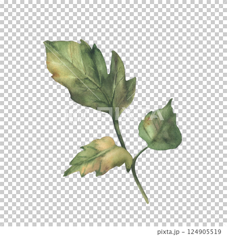 Tomato green leaf. Realistic painted watercolor tomato plant sprig with three leaves Hand drawn botanical branch isolated on white illustration for floral design, sticker, garden packaging seeds label Tomato green leaf. Realistic painted watercolor tomato plant sprig with three leaves Hand drawn botanical branch isolated on white illustration for floral design, sticker, garden packaging seeds label 124905519