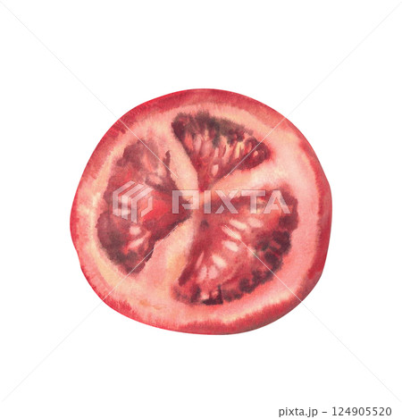 Slice of red tomato with seeds. Sliced ripe vegetable Hand painted watercolor illustration of fresh vegan food, perfect for salads, pizza. Cut one piece of fresh raw vegetable Isolated from background 124905520