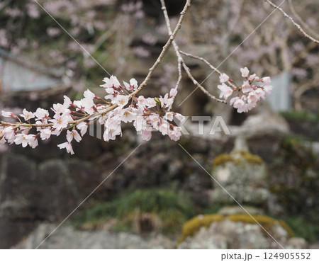 村山浅間神社の満開の枝垂桜と灯籠 124905552