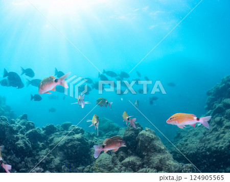 メジナ、ホウライヒメジ他の大群。ヒリゾ浜中木南伊豆町伊豆半島静岡県2024 124905565