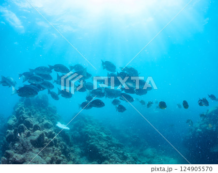 メジナ、ホウライヒメジ他の大群。ヒリゾ浜中木南伊豆町伊豆半島静岡県2024 124905570