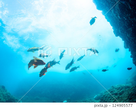 メジナ、ホウライヒメジ他の大群。ヒリゾ浜中木南伊豆町伊豆半島静岡県2024 メジナ、ホウライヒメジ他の大群。ヒリゾ浜中木南伊豆町伊豆半島静岡県2024 124905577