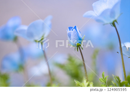 春の花壇に咲くネモフィラ 春の花壇に咲くネモフィラ 124905595