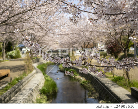 公園の川沿いに咲く桜 公園の川沿いに咲く桜 124905610