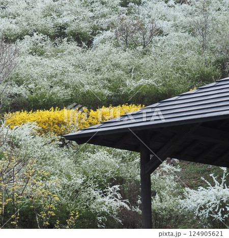 ユキヤナギ 124905621