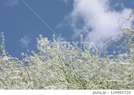 ユキヤナギ 124905720