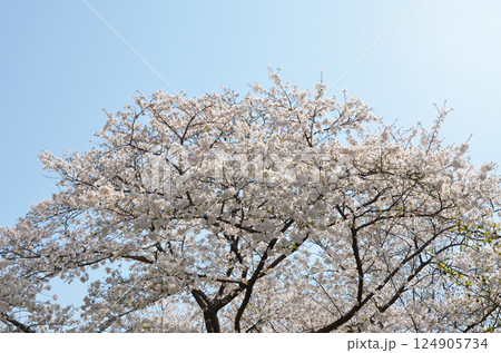 美しく咲き誇る桜と青空 124905734