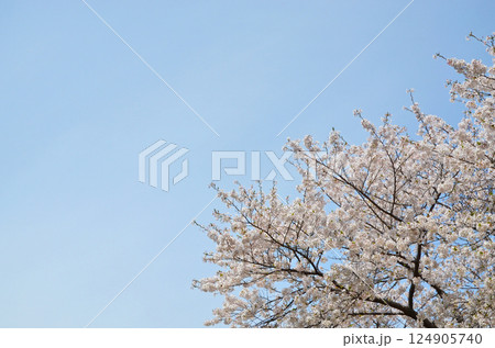 美しく咲き誇る桜と青空 124905740