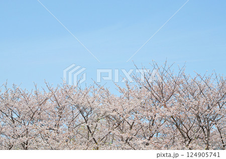美しく咲き誇る桜と青空 124905741