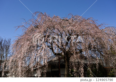 本満寺　枝垂れ糸桜 124905790