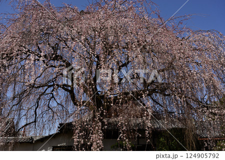 本満寺 枝垂れ糸桜 本満寺 枝垂れ糸桜 124905792