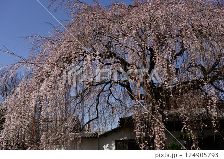 本満寺　枝垂れ糸桜 124905793