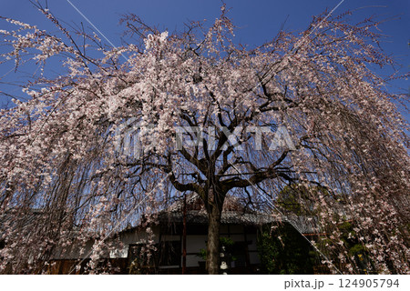 本満寺　枝垂れ糸桜 124905794