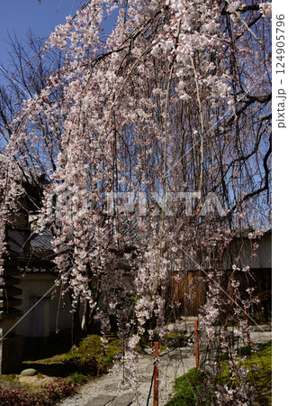 本満寺　枝垂れ糸桜 124905796