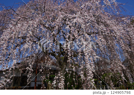 本満寺　枝垂れ糸桜 124905798