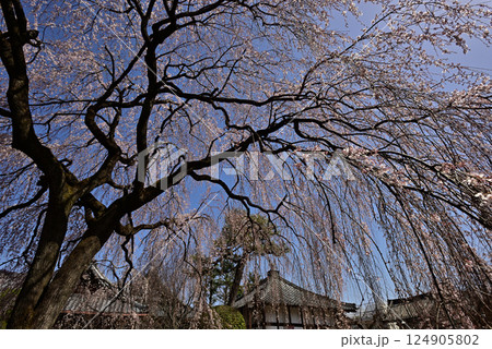 本満寺 枝垂れ糸桜 本満寺 枝垂れ糸桜 124905802
