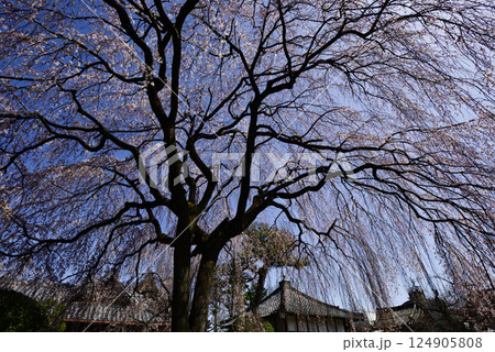 本満寺　枝垂れ糸桜 124905808