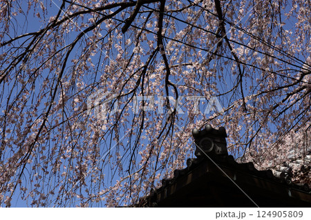 本満寺 枝垂れ糸桜 本満寺 枝垂れ糸桜 124905809