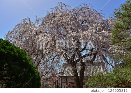 本満寺　枝垂れ糸桜 124905811