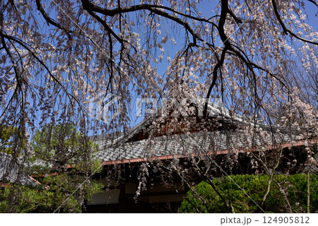 本満寺　枝垂れ糸桜 124905812