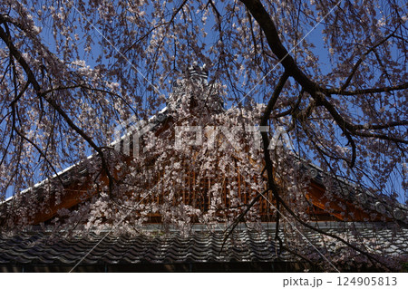 本満寺　枝垂れ糸桜 124905813