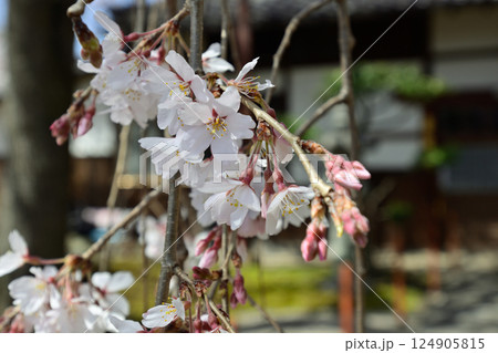 本満寺 枝垂れ糸桜 本満寺 枝垂れ糸桜 124905815