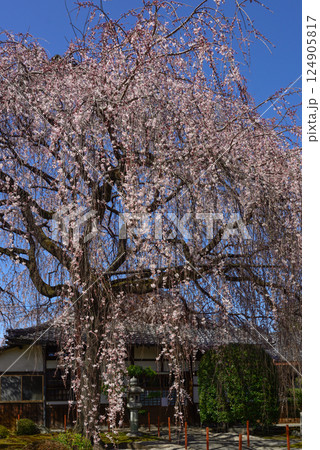 本満寺　枝垂れ糸桜 124905817