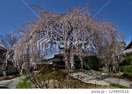 本満寺　枝垂れ糸桜 124905818