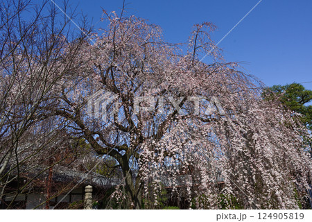 本満寺　枝垂れ糸桜 124905819