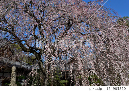 本満寺 枝垂れ糸桜 本満寺 枝垂れ糸桜 124905820