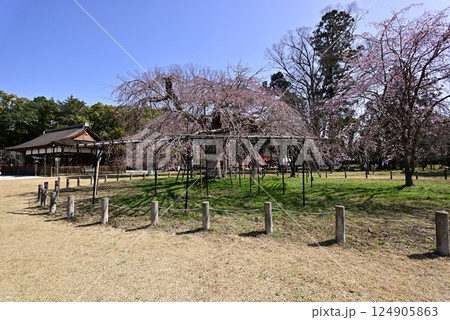 上賀茂神社（賀茂別雷神社）御所桜 124905863