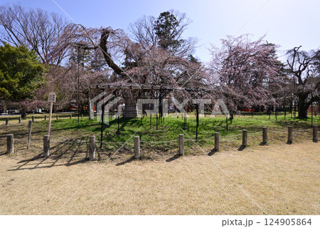上賀茂神社（賀茂別雷神社）御所桜 124905864