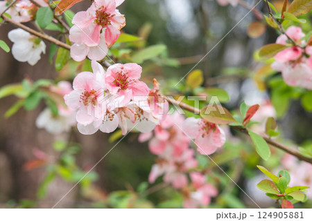 春の訪れとボケの花 124905881