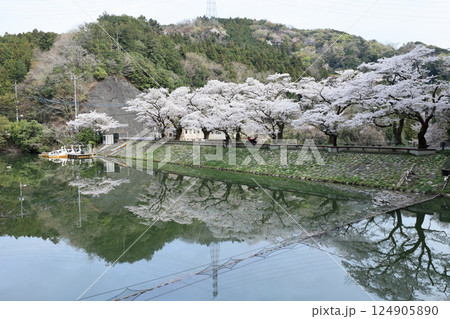 桜と鎌北湖 124905890