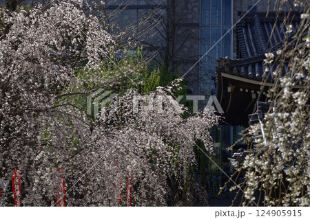 六角堂　御幸桜 124905915