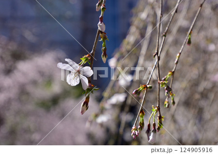 六角堂 御幸桜 六角堂 御幸桜 124905916