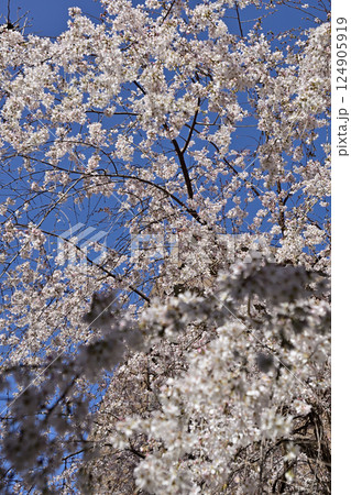 六角堂　御幸桜 124905919