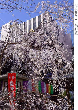 六角堂　御幸桜 124905920