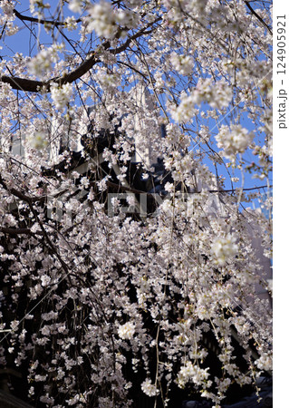 六角堂　御幸桜 124905921