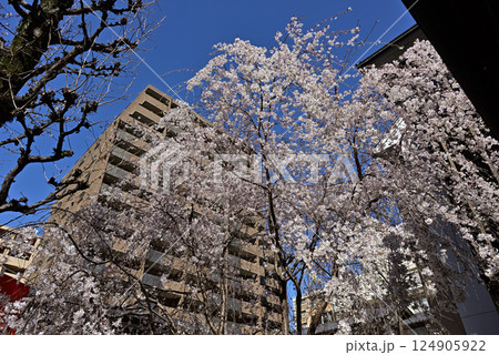 六角堂　御幸桜 124905922