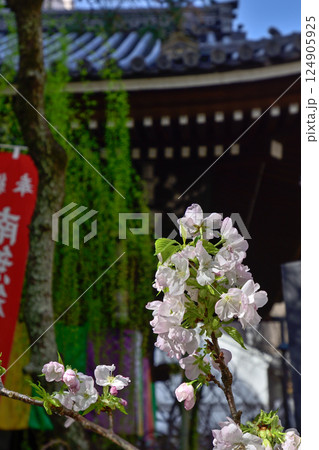 六角堂　御幸桜 124905925