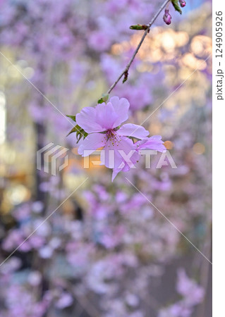 六角堂　御幸桜 124905926