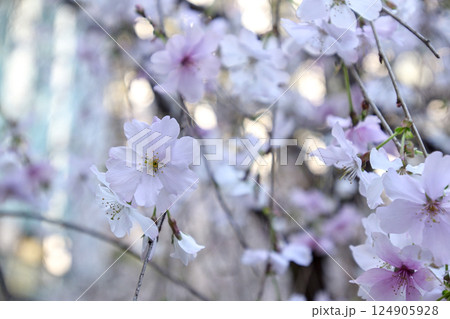 六角堂　御幸桜 124905928