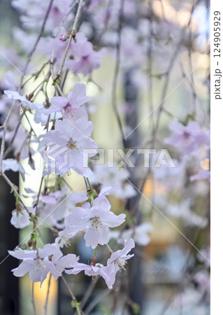六角堂 御幸桜 六角堂 御幸桜 124905929