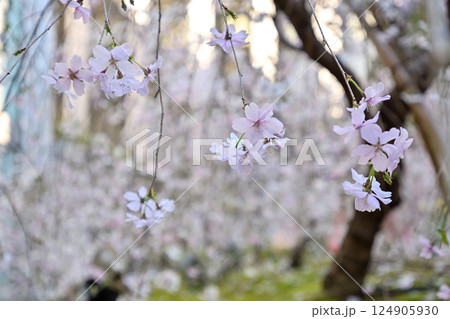 六角堂 御幸桜 六角堂 御幸桜 124905930