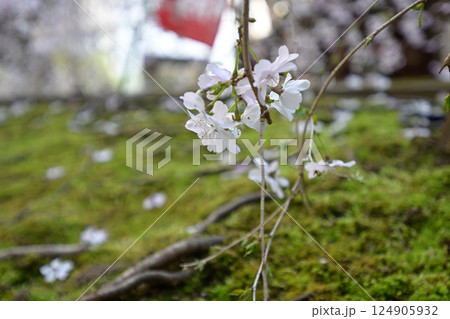 六角堂　御幸桜 124905932