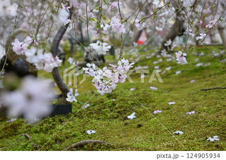 六角堂 御幸桜 六角堂 御幸桜 124905934