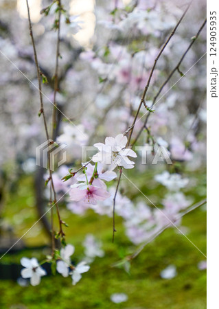 六角堂 御幸桜 六角堂 御幸桜 124905935