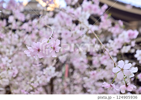 六角堂　御幸桜 124905936