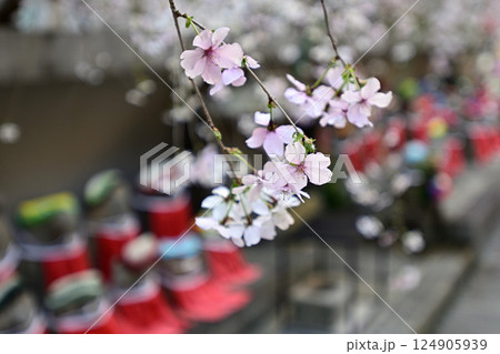 六角堂 御幸桜 六角堂 御幸桜 124905939